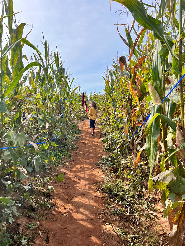 Rural Hill Corn Maze Image by NC Tripping